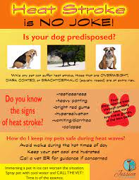 Heat Stroke Is No Joke Pawcurious With Veterinarian And Author Dr V