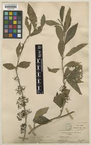 Image result for Nesogenaceae