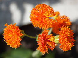 Image result for Emilia coccinea