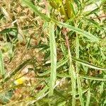 Image result for Sesamum alatum