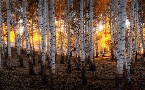 Wallpaper Ural Russia Birch Forest Autumn 2880x1800 Hd Picture Image Ural wallpapers in ultra hd or 4k. wallpaper ural russia birch forest
