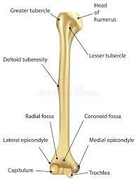 We did not find results for: Humerus Labeled Diagram Stock Vector Illustration Of Humerus 39899796