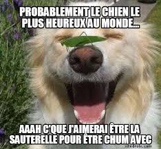 Retrouvez toutes les dernières informations sur le village le plus drôle du monde sur facebook. Probablement Le Chien Le Plus Heureux Au Monde Images Droles Chien Photo Drole Animaux