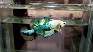 (20) fancy betta (31) fancy guppy females (15) fancy guppy males (56) fancy guppy pairs (8) ferns (10) fish dry foods (43) fish eggs (81) fish feeders (1) fish frozen foods (48) fish live. The Most Beautiful Fancy Betta Fish Ever From Gold Betta Farm Youtube