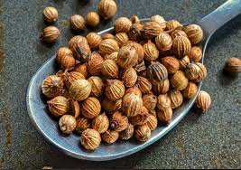Image result for Coriandrum