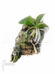 Image result for Aerangis kotschyana