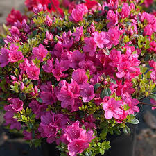 Azaleas /əˈzeɪliə/ are flowering shrubs in the genus rhododendron, particularly the former sections tsutsuji (evergreen) and pentanthera (deciduous). Naturagart Shop Niedrige Azalee Rosa Online Kaufen