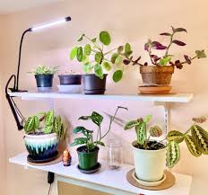 We did not find results for: The Best Grow Lights For Houseplants Sprouts And Stems