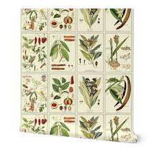 Check out inspiring examples of botanical_drawing artwork on deviantart, and get inspired by our community of talented artists. Removable Water Activated Wallpaper Botanical Spices Illustration Food Drawing Ebay