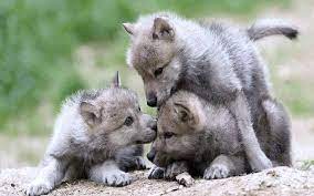 Playtime Baby Wolves Wolf Dog Animals Beautiful