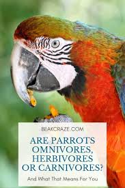 Exotic Birds You Can Have As Pets Are Parrots Omnivores Herbivores Or Carnivores Pet Birds Parrot Pets