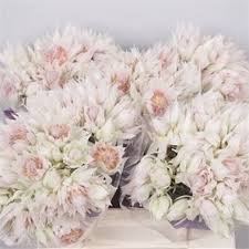 Beauty and dependability since 1962. Seruria Blushing Bride 1 3 Flowers Uk Wholesale Flowers Seasonal Flowers