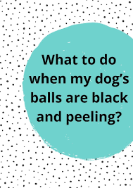 Treatment depends on diagnosis of the underlying cause of degeneration or hypoplasia. Dog S Balls Are Black And Peeling Dog Ball Your Dog Dogs