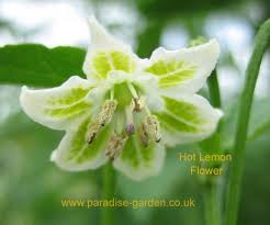 Pin On Chilli Flowers