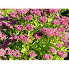 Sankthansurt er en fantastisk staude, som pryder med sine fine, kødfyldte blade og smukke blomster og som samtidig udmærker sig ved sin nøjsomhed. Skt Hansurt Herbstfreude Stauder Plantetorvet Dk