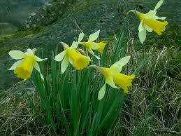 Narcissus Pseudonarcissus Wild Daffodil World Of Flowering Plants Daffodil Bulbs Daffodils Flower Garden Plants