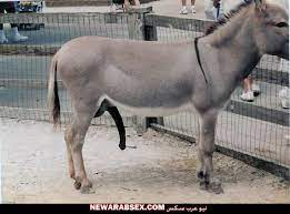 صور زب حمار حصان فيل كلب قط