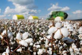 Colheita De Algodao Descubra As Principais Formas Agropos
