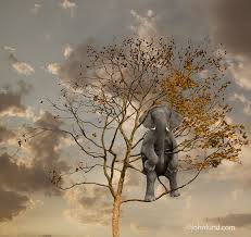 Stock Funny Picture Of An Elephant Hiding In A Tree Elephant Pictures Funny Elephant Elephant Spirit Animal