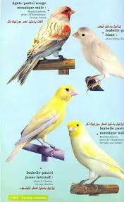 انواع الكناري مع الاسماء بالعربية Canari Bird Azizعالم الكناري الحسون Facebook