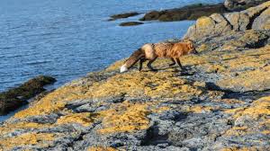 Cattle appeared at the point in 1853, when the hudson's bay company established a ranch on the southern end of the island. View And Trail To Cattle Point Lighthouse Review Of Cattle Point Friday Harbor Wa Tripadvisor