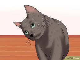 A stroke is a medical condition in which poor blood flow to the brain causes cell death. How To Identify If Your Cat Has Had A Stroke With Pictures