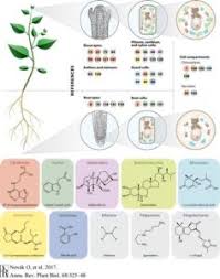 Most of the cells size range between 1 and 100 micrometers and are visible only with the microscope. Plantae Review Zooming In On Plant Hormone Analysis Tissue And Cell Specific Approaches Plantae