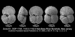 Image result for Mohria marginalis