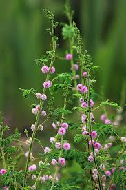 Image result for Mimosa pigra