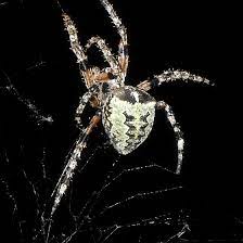 Check spelling or type a new query. Giant Lichen Orb Weaver Identified In Bridgton Me Araneus Bicentenarius Bugguide Net