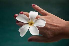 I migliori sfondi del web per te dal 2011! á… Le Piu Belle Immagini Di Fiori Per Whatsapp