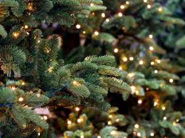 Visit us in person or online for a wide selection of products! Several Wild Animals Have Been Spotted In Christmas Trees This Year Thrillist
