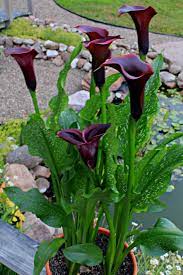 Black Purple Cala Lily Lily Plants Amazing Flowers Purple Calla Lilies