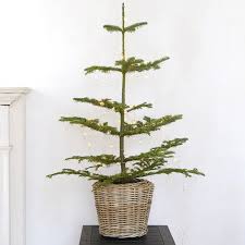 Here at the strategist, we like to think of ourselves as crazy (in the good way) about the stuff we buy, but as much as we'd like to, we can't try everything. 10 Easy Pieces Tabletop Live Christmas Trees Gardenista