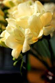 Pin On Sweet Freesia