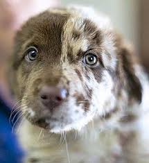 Puppies grow fast, so you want to get one that fits properly now but can also be adjusted a few inches as the puppy grows or else you are going to be going back to the store in a few weeks. Celine Catahoula Leopard Dog Puppy Female For Sale In Denver Colorado Classified Americanlisted Com