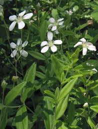 Image result for Microcharis remotiflora