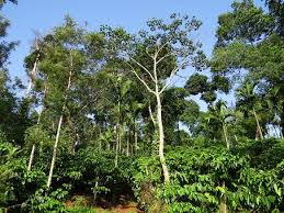 Trouvez les coffee plantation images et les photos d'actualités parfaites sur getty images. 60 Free Coffee Plantation Coffee Photos Pixabay