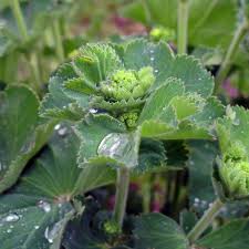 Image result for Alchemilla kiwuensis
