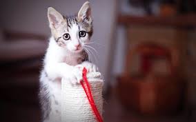 Remove breakables, put safety locks on the cabinets. 10 Tips For Kitten Proofing Your Home