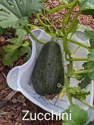 Check spelling or type a new query. 1shyiyx13ll3zm