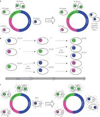 The g1 phase also known as gap 1 phase, becomes known as the first of four phases of the cell cycle that take place in eukaryotic cell division. Role Of Cell Cycle On The Cellular Uptake And Dilution Of Nanoparticles In A Cell Population Nature Nanotechnology