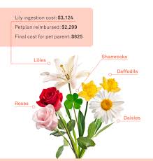 What Spring Plants Are Toxic To Pets Spring Plants Pet Poison Pets