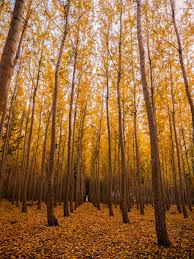 Best Ios 14 Wallpaper Ideas For Your Home Screen Aesthetic Popsugar Tech Tons of awesome aesthetic landscape hd wallpapers to download for free. best ios 14 wallpaper ideas for your