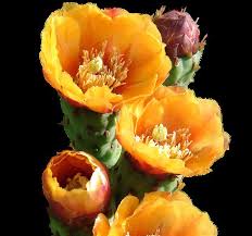 El nopal, conocido también como cactus, se cultiva ampliamente en el centro y sudamérica, áfrica y medio el nopal es una cosa muy milagrosa, es lo que lo hace tan versátil, además es muy fácil de funciona además sin necesidad de agregarle levaduras, con lo cual se sustituye el gluten y se. Http Www Fao Org 3 I7628es I7628es Pdf Fbclid Iwar27usohw53ay2kg D88bn2zkepoamdvn9m Zke5qrxp9wlgsgpkz Ak5py