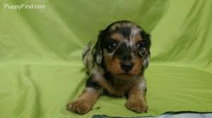 We have developed several lines of these micro minature/ toy dachshunds at the teenie weenie weinery. Dachshund Puppies For Sale Asheville Nc 164006