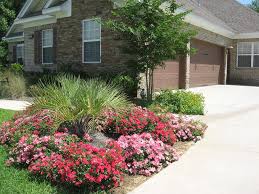 Rose Drift Red Perfect Plants Drift Roses Ground Cover Roses Perfect Plants