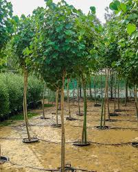 Image result for Hibiscus tiliaceus