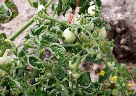 Maybe you would like to learn more about one of these? 16 Common Tomato Growing Problems And How To Solve Them The Seed Collection Pty Ltd