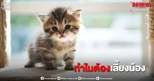 แมวสก็อตติช โฟลด์ (scottish fold) susie เป็นแมวพันธุ์สก็อตติช โฟลด์ ตัวแรกที่ถูกค้นพบในปี ค.ศ. 5 à¸›à¸£à¸°à¹‚à¸¢à¸Šà¸™ à¹€à¸¥ à¸¢à¸‡à¸™ à¸­à¸‡à¹à¸¡à¸§